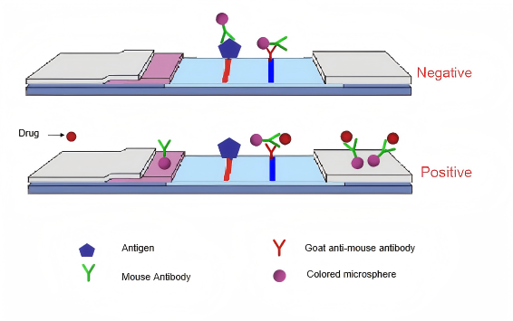 urine drug test principle principio del test antidroga sulle urine