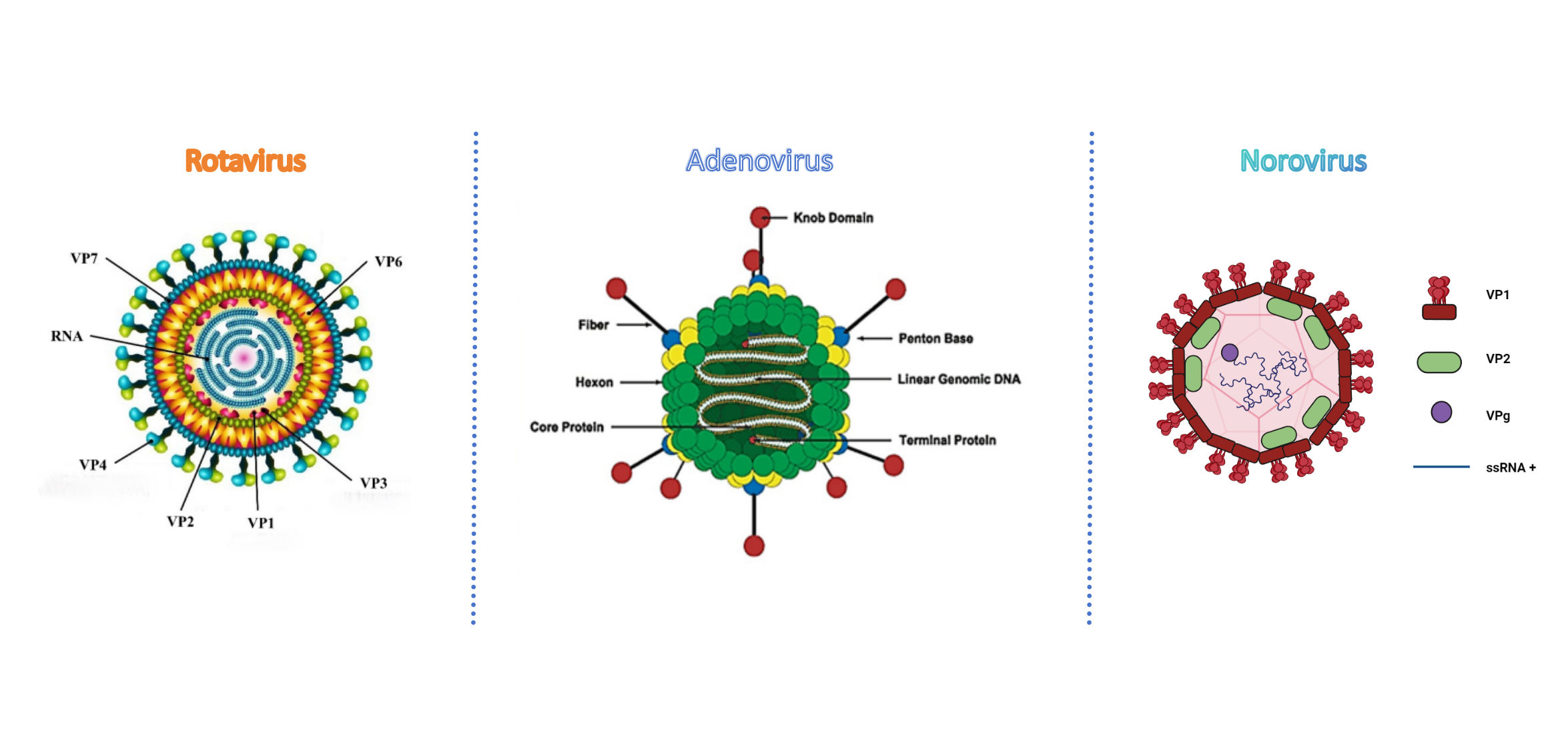 Test antigene rotavirus adenovirus norovirus