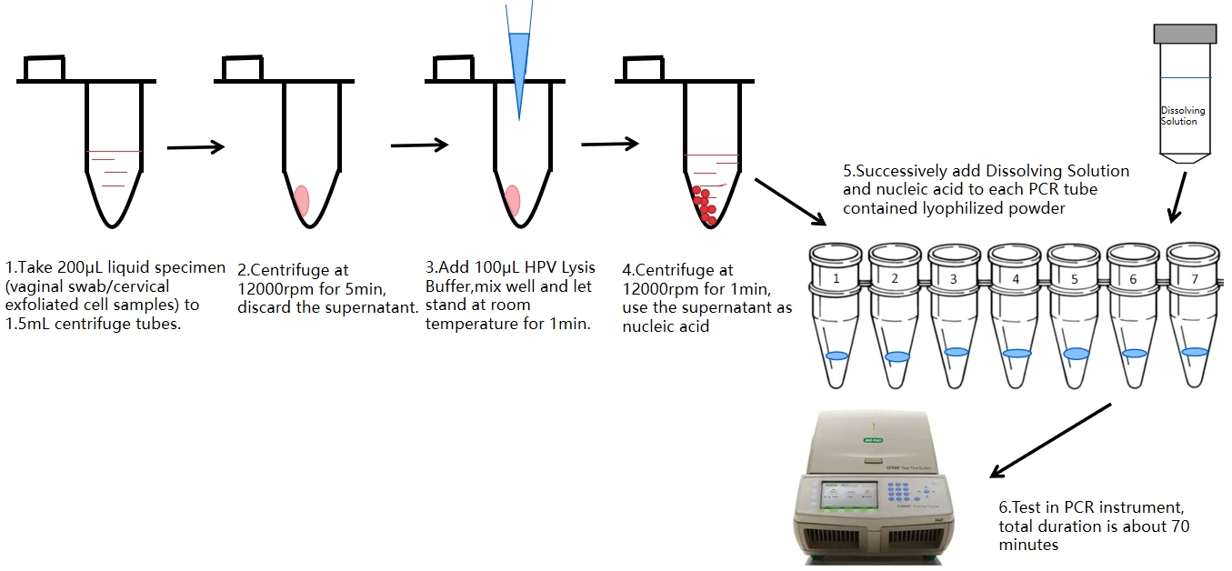 Processo di test PCR HPV